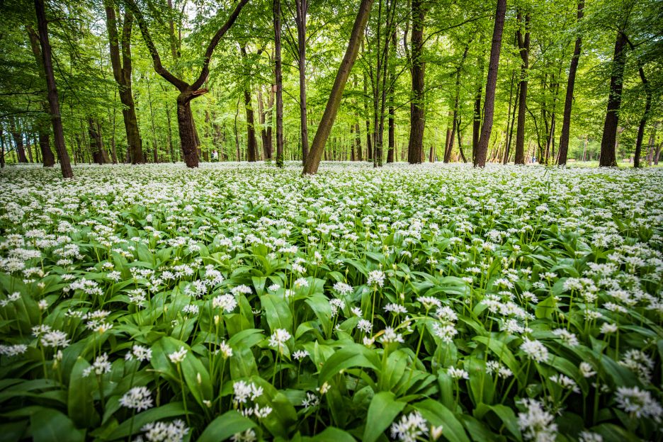 Park Zielona - Czosnek Niedźwiedzi (1).JPG