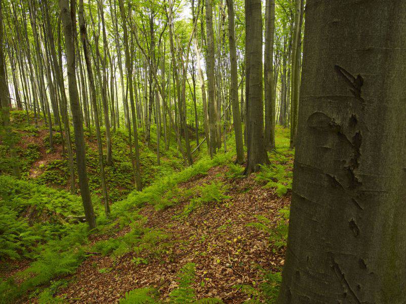 Rudniański Park Krajobrazowy fot. Tomasz Renk