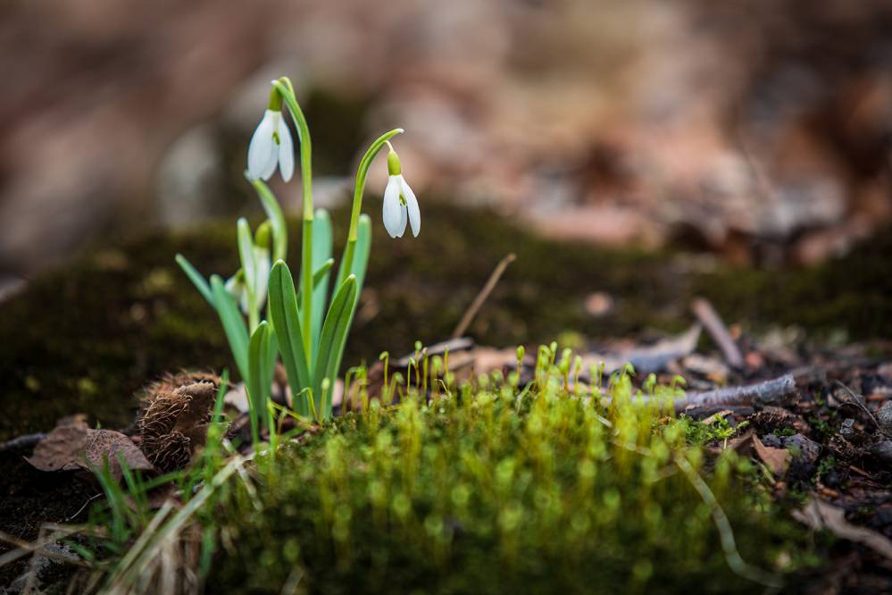 Przebiśniegi w Rezerwacie Parkowe. Fot. Jakub Krawczyk