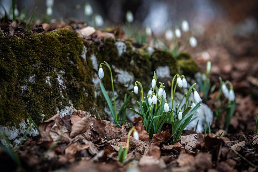 Przebiśniegi na Stołowej Górze w Jaroszowcu. Fot. Jakub Krawczyk