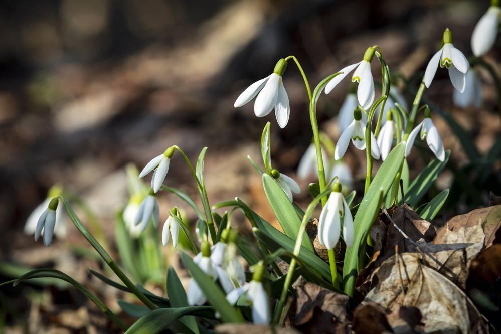 Przebiśniegi na zboczach Góry Chełm. Fot. Jakub Krawczyk